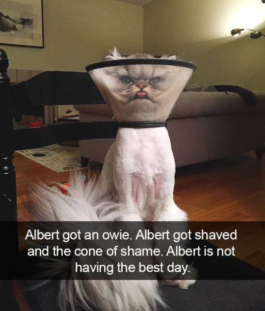 The best of cat snapchats