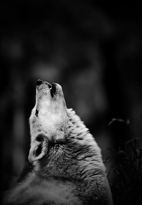 Lobos negros  Tumblr