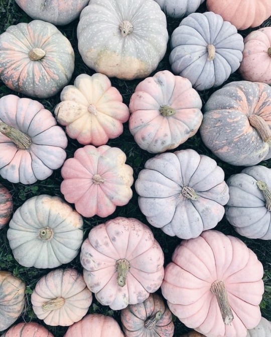 pink pumpkin on Tumblr
