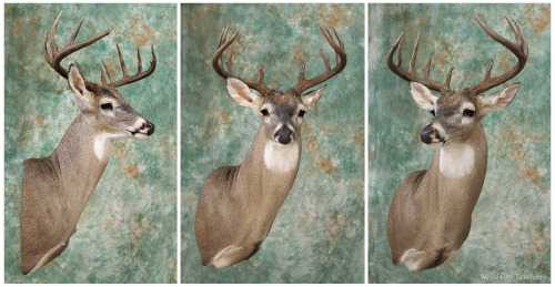 weirdcitytaxidermy