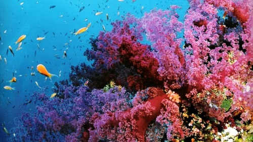 coral reefs on Tumblr