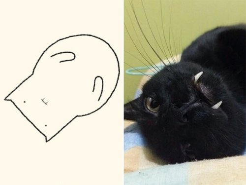 catasters