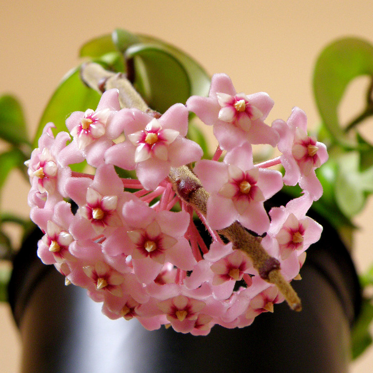 Your local crazy plant lady (Hoya carnosa ‘compacta’ I’m surprised this...)