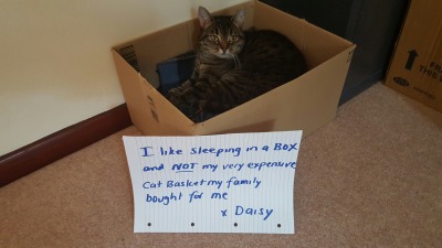 Cat-Shaming