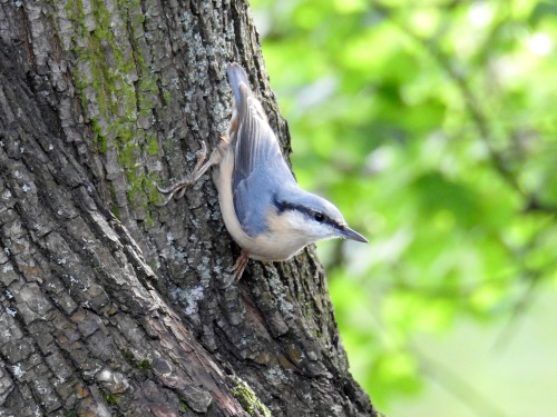 eurasian nuthatch nuthatch bird birds bird photography birds photography sitta sitta europaea nature