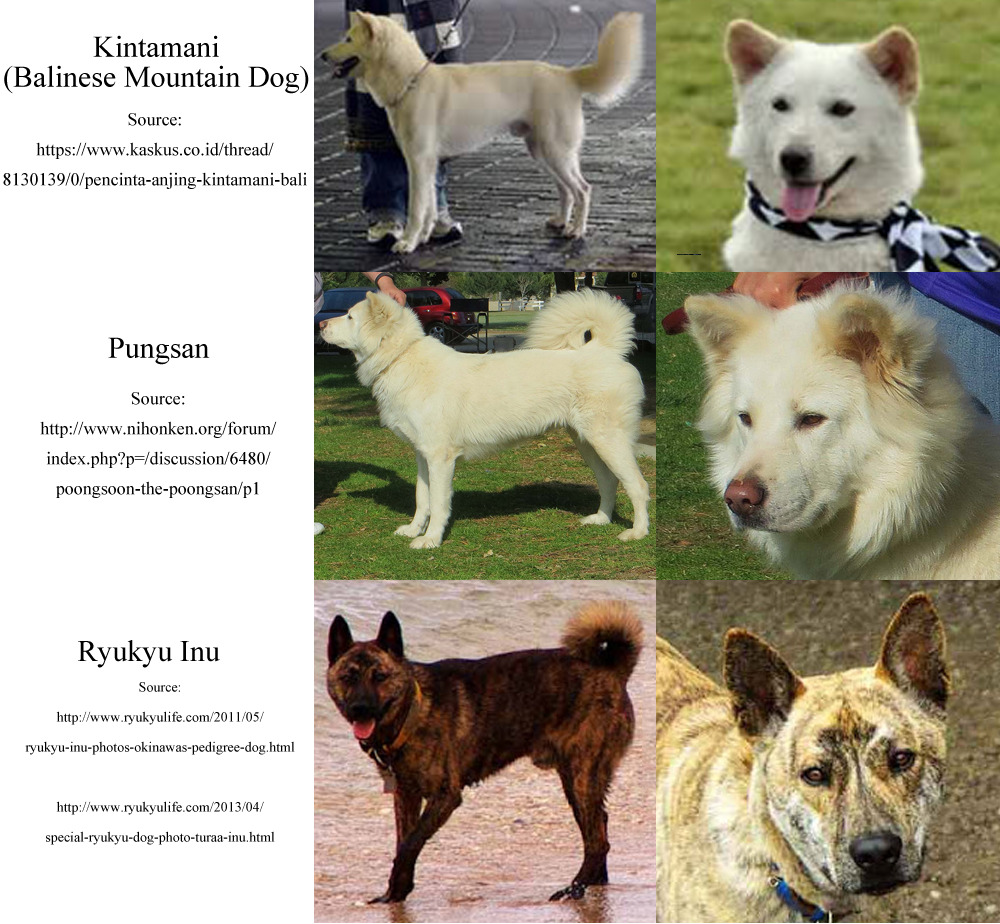 17++ Anjing kintamani mix golden information