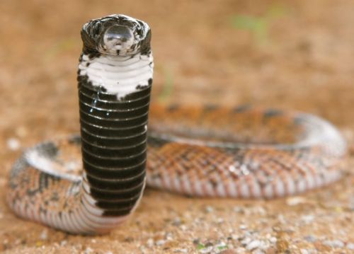 exotic-venom:(Aspidelaps scutatus) Shield Nose Snake 