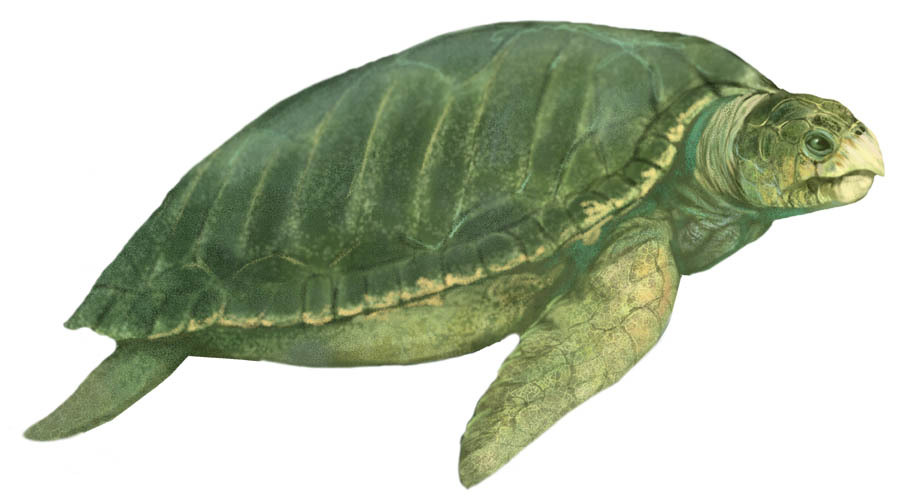 sad dinosaur facts — ARCHELON “Ruler turtle” Late Cretaceous, 80.5...