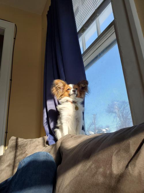 totallydoglife