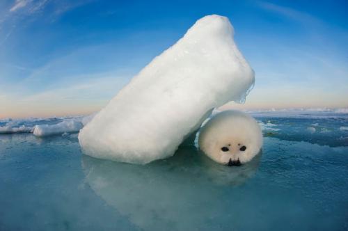 kyriez:sixpenceee:   Harp seal, St. Lawrence, 2012       ...