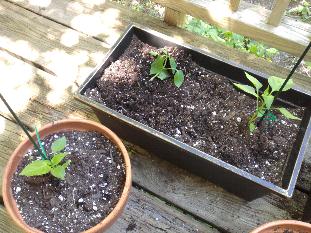 two pepper seedlings with stakes