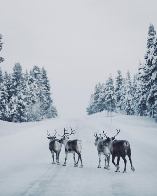 landscapes animals winter reindeer forest snow deer landscape white blue up ap curators on tumblr