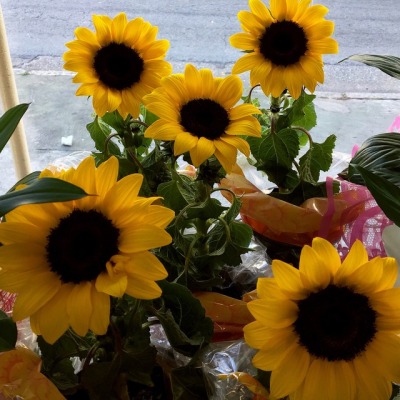 Sunflowers For The Sun Tumblr
