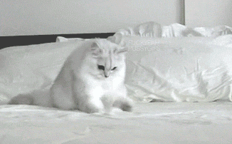 When You Lose Your Phone In The Blanket And You Just When You Lose Your Phone In The Blanket And You Just
