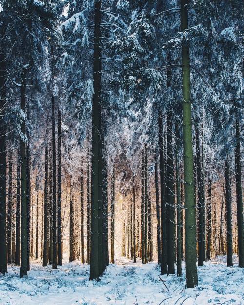 winter forest on Tumblr