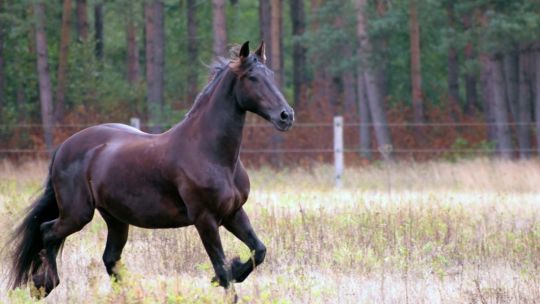 CAV Leserfoto Friesen Vogler (jpg)