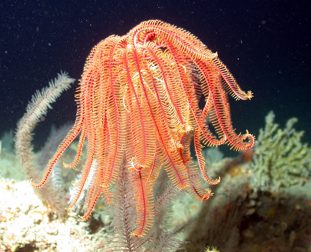 Crinoids Karakteristik Morfologi Reproduksi Spesies Apa Itu Net | My ...