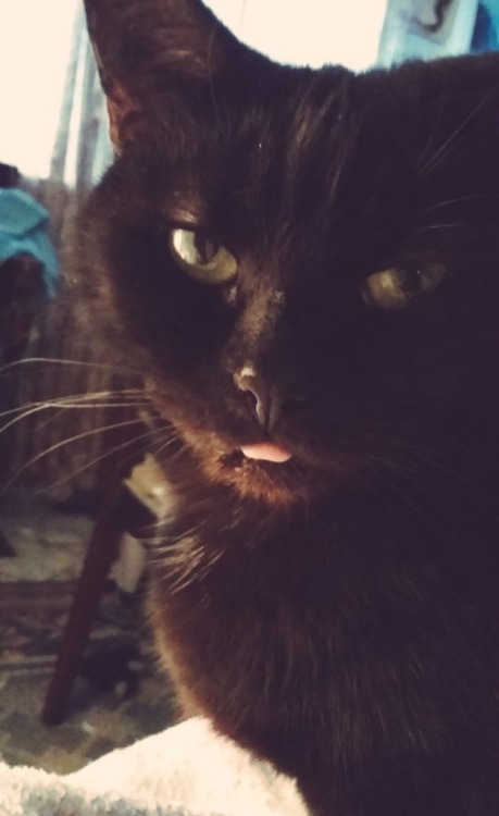 Daily Blep