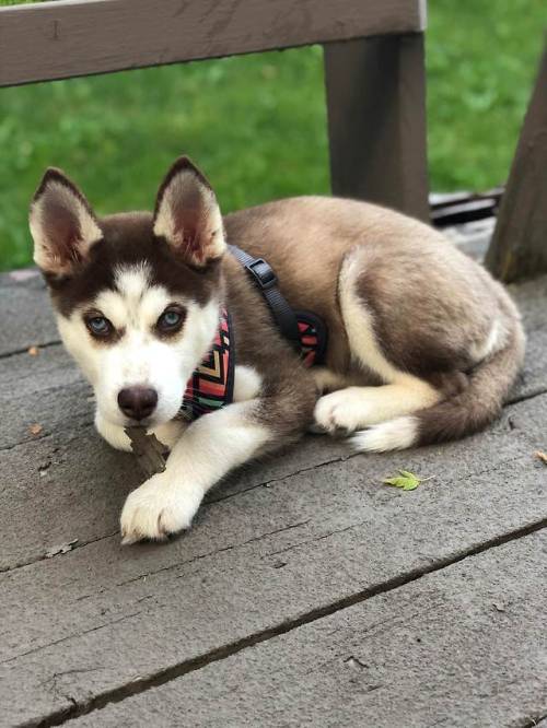 puppy pupper cute dog doggo