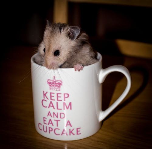 hamsters-in-cups