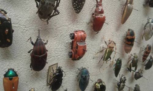 sixpenceee:This beetle collection.