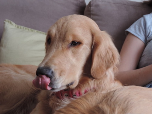 AAAA PUPPO JOLIE CUTENESS I LOVE HER