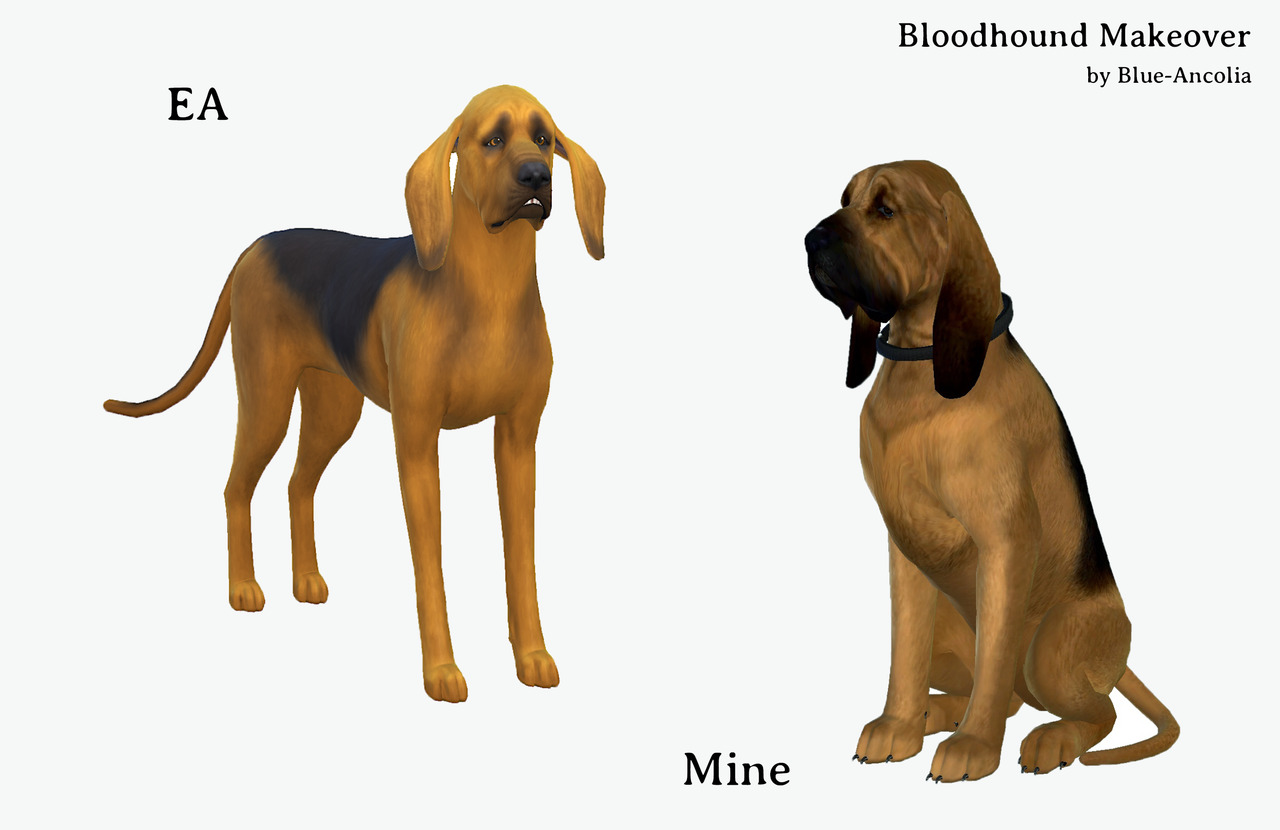 Blue Ancolia Bloodhound Dog Makeover Here Is Caesar A