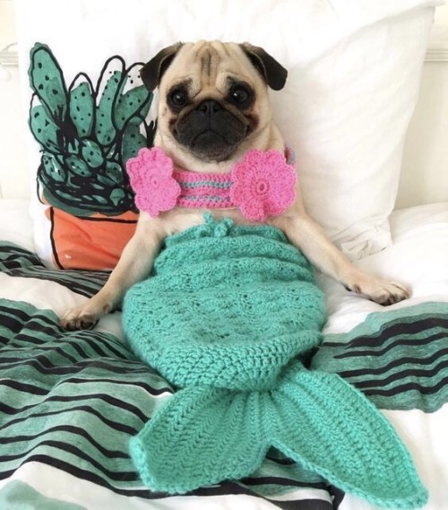 mermaid pug | Tumblr