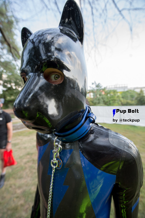 Did someone say “bone”?Photo by and thanks to @teckpup at Folsom...