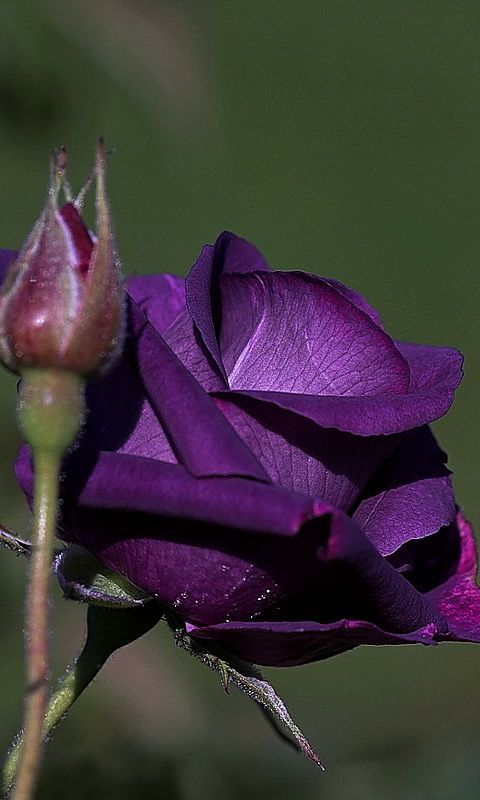 gardenofelegance:
“ “ Garden of Eleganceಌ
” ”