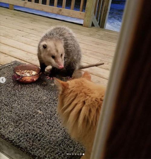 justcatposts:When an opossum steals your cat’s food…