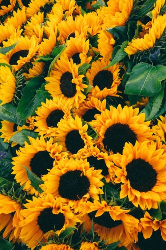 Sunflowers