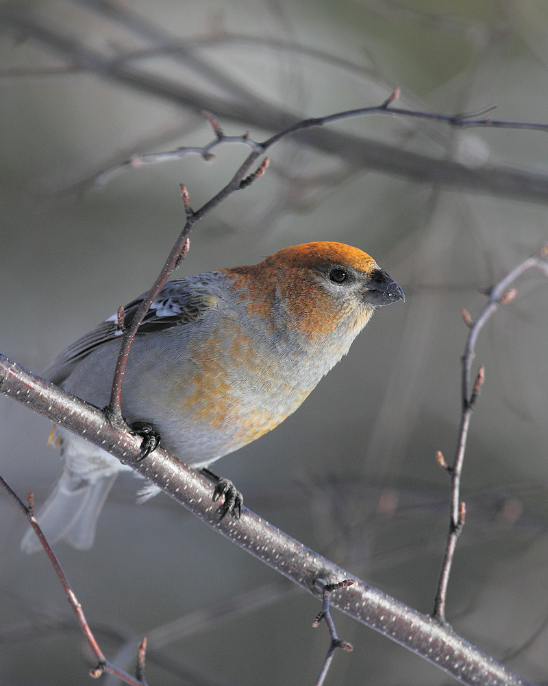 Collected Images — Pine Grosbeak (female) by Doug Dance Nature...