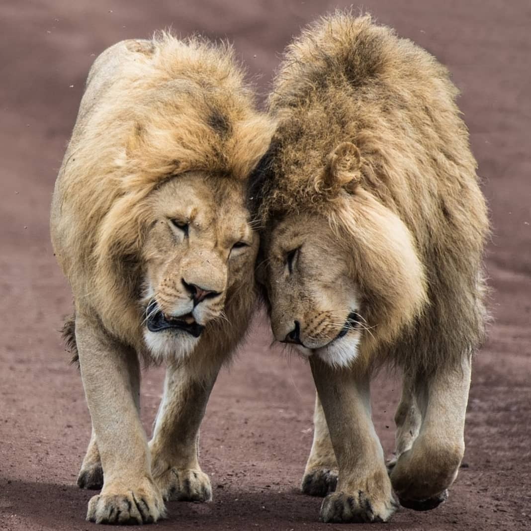 Wildlife Animals & Nature — . Photography By (ROMAN B). LION BROTHERS....