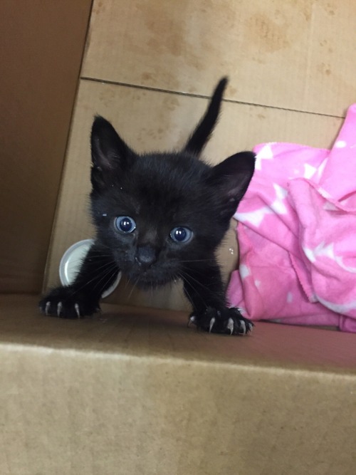 cuteness–overload:Found this porkchop under the car...