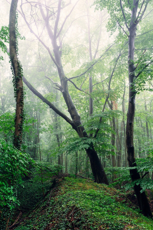 satakentia:Big tree fogBavaria, Germanyby Christian Reck