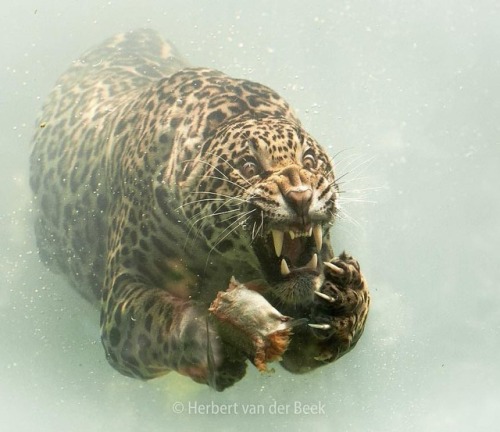 geographicwild:.Photo by @brookimage Jaguars show underwater...