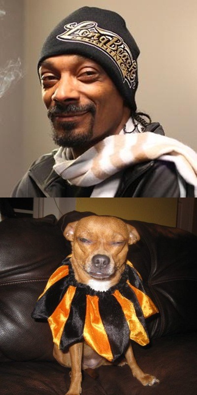 @ninasoho — My Dog Look Like Snoop Dog