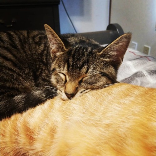 My brother’s butt is a great pillow -Andy #catsofinstagram...