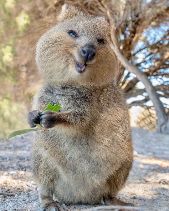 quokka on Tumblr