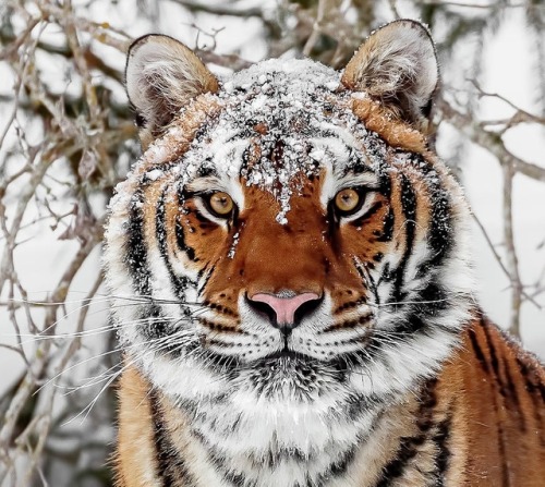 beautiful-wildlife:Snow Capped Siberian by © Wes and Dotty...