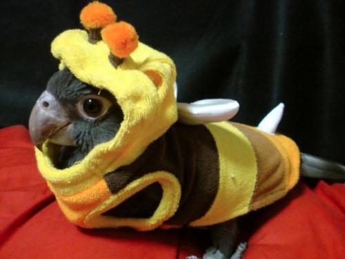 Bee Costume Tumblr