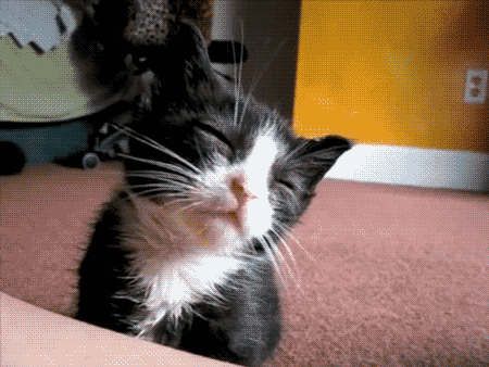 Cats-are-the-cutest-things-ever
