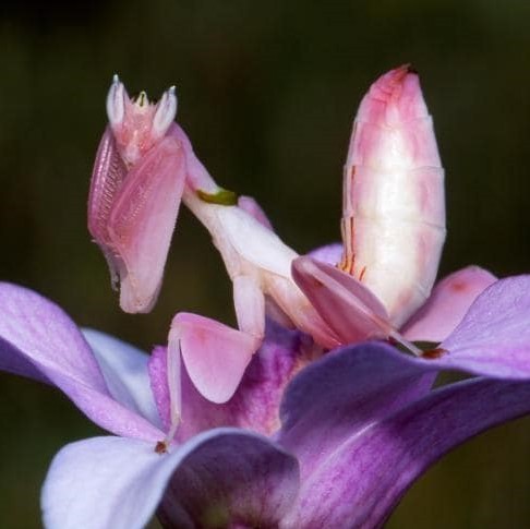 child-of-loki:Orchid Mantis Stimboard for @am-i-here-yetx x...