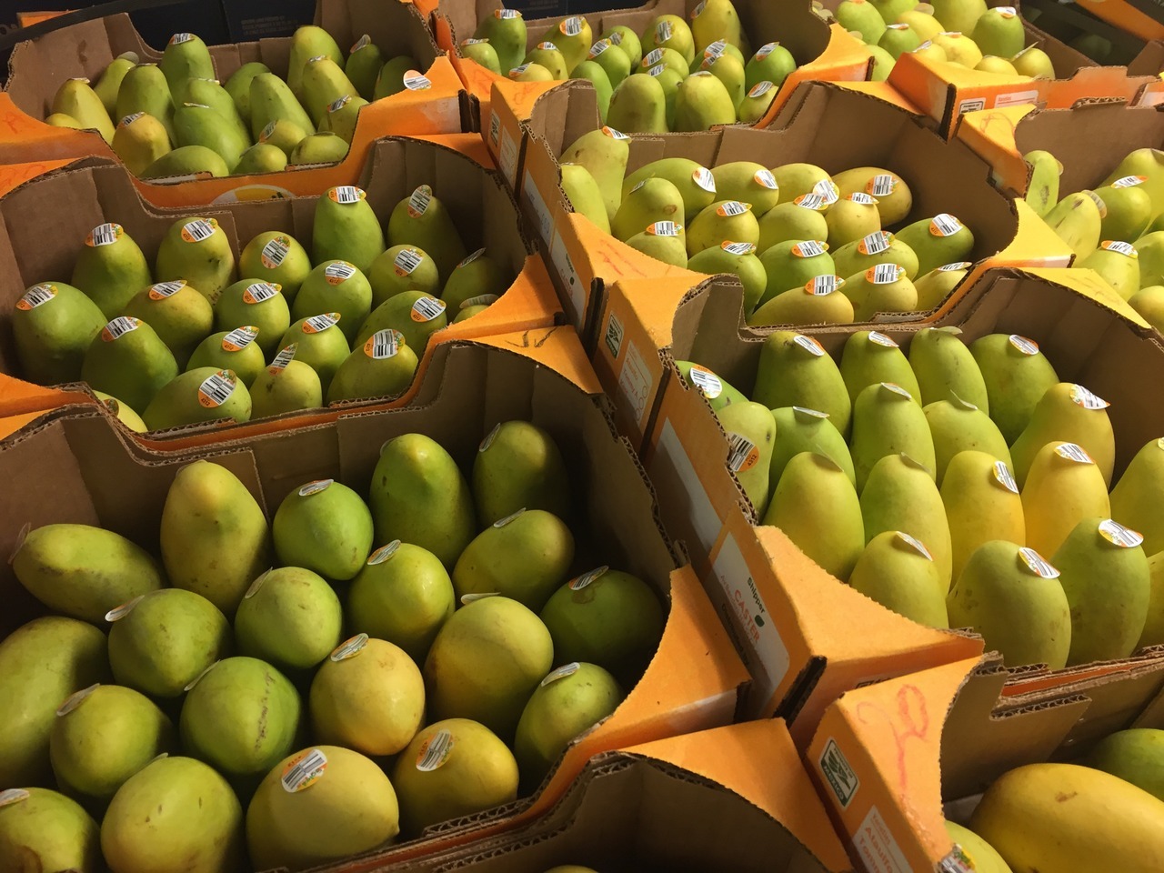 Fresh champagne mangoes