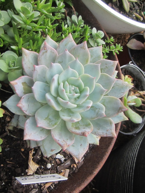 abiding-in-peace:Visiting the Echeveria Bluebird in the warmth...