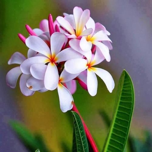 hawaiian flowers on Tumblr