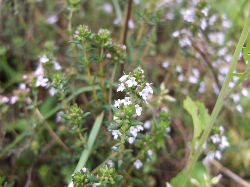 ハルジオンだかヒメジョオンだかが開花＆繁茂。茎が中空なのがハルジオンらしいので、今度見分けよう。生薬は概ね順調。ミントとカジイ...