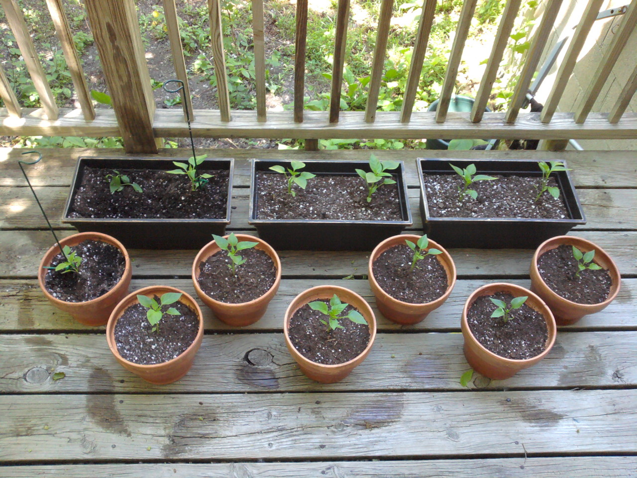 twelve pepper seedlings in pots on a wooden porch