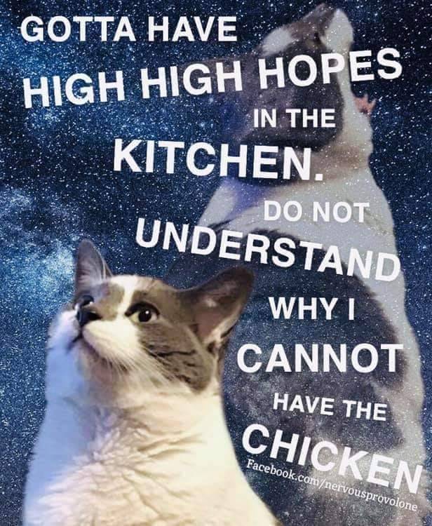 11 cat memes daily factory memes